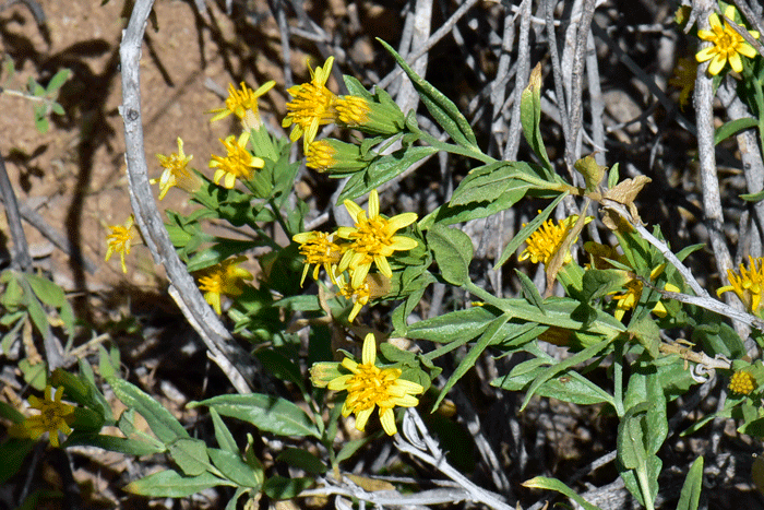 American Threefold is a shrub or subshrub; the plants are leafy, and the herbage is from a woody base; plants have numerous branches with slender, weak but stiff slender stems. Trixis californica